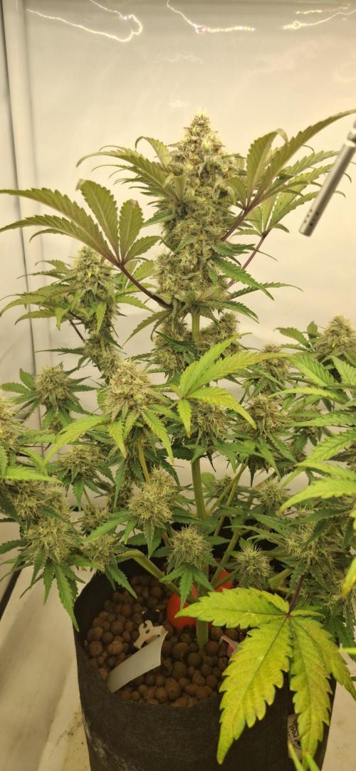 Fastbuds Mendo Guava by Paul_on.. Week 8 - Update ,9 wks tomorrow and their still building girth 🌵 frost too