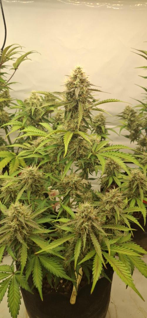 Fastbuds Mendo Guava by Paul_on.. Week 8 - A great auto for anyone to grow , 👍