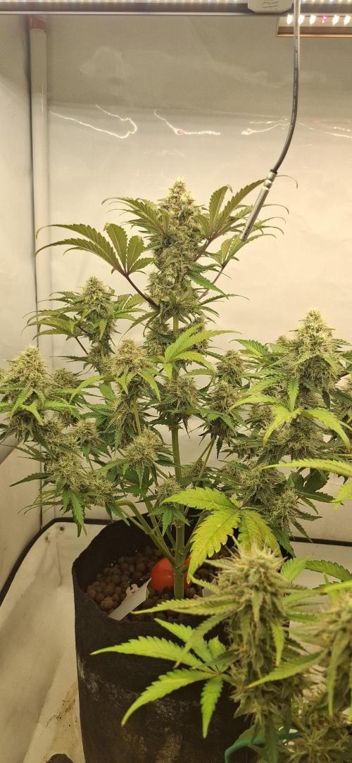 Mendo Guava Auto. Week 8