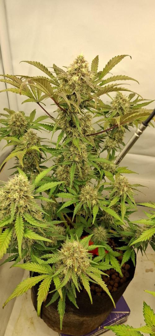 Fastbuds Mendo Guava by Paul_on.. Week 9 - 9 th weeks since germination ,I think I'll let them go another week ?