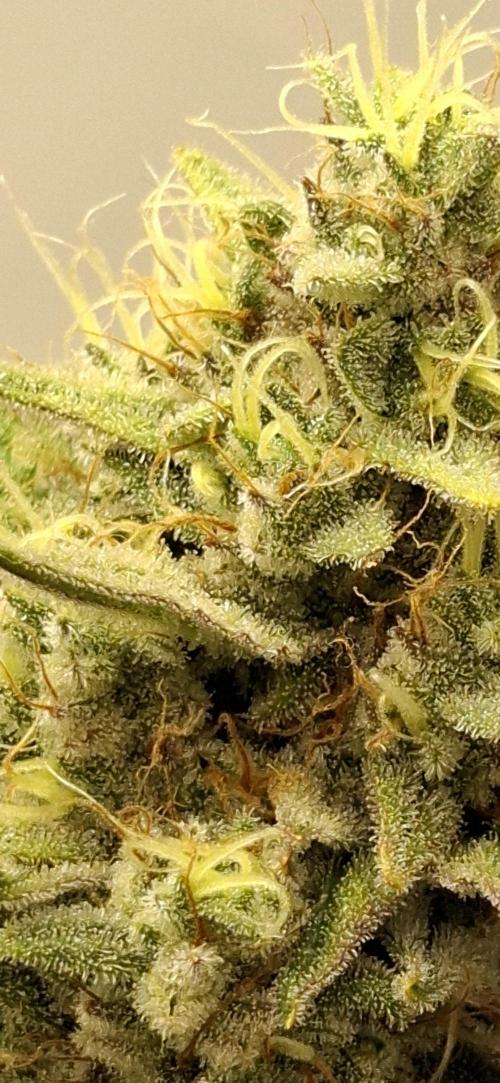 Fastbuds Mendo Guava by Paul_on.. Week 9 - Frosty ,tricombes ,building a denser ,coating 😋👌