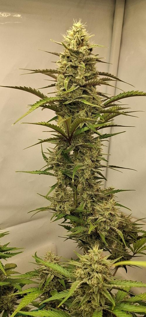 Fastbuds Mendo Guava by Paul_on.. Week 9
