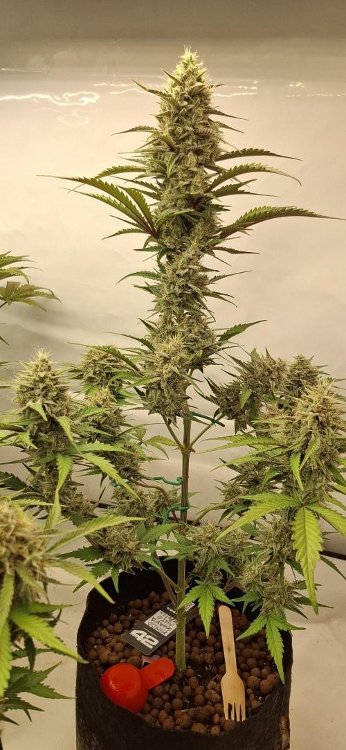 Fastbuds Mendo Guava by Paul_on.. Week 9 - The main cola here is the wight of a can of budweiser 🥫