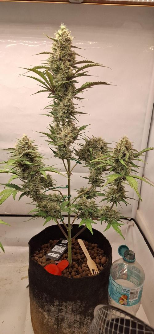 Fastbuds Mendo Guava by Paul_on.. Week 9