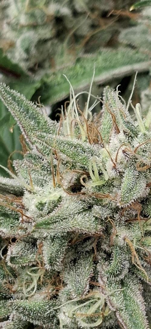 Fastbuds Mendo Guava by Paul_on.. Week 9