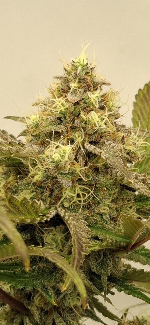 Fastbuds Mendo Guava by Paul_on.. Week 9 - This lady looks more like Mendo Breath auto , more earthy and gassy 👍