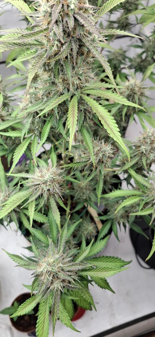 Mendo Guava Auto. Week 9
