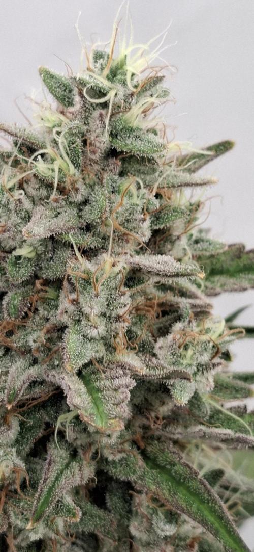 Fastbuds Mendo Guava by Paul_on.. Week 10