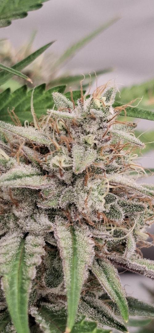 Fastbuds Mendo Guava by Paul_on.. Week 10