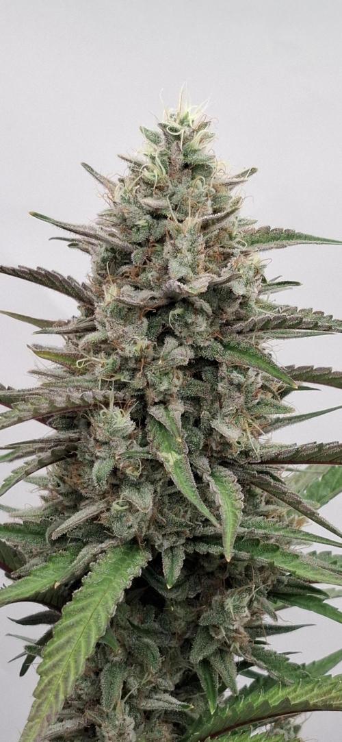 Fastbuds Mendo Guava by Paul_on.. Week 10