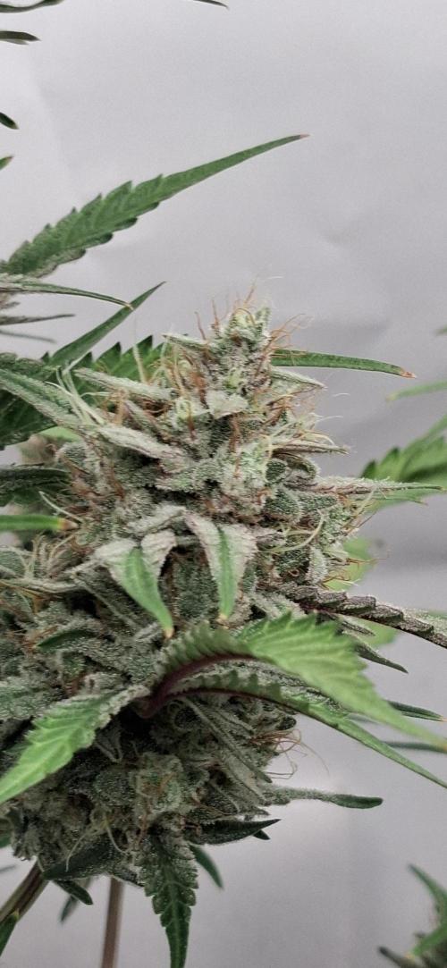 Fastbuds Mendo Guava by Paul_on.. Week 10