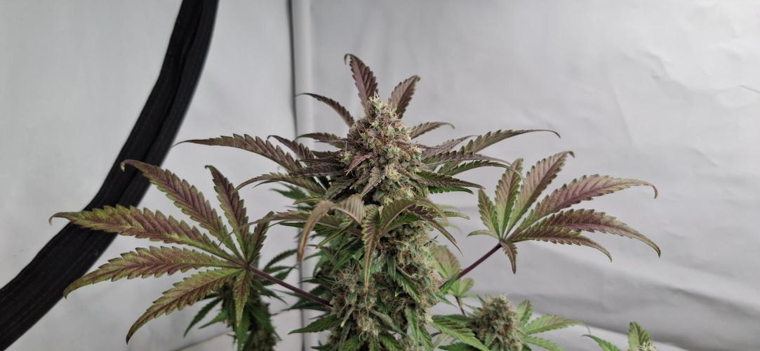 Fastbuds Mendo Guava by Paul_on.. Week 10