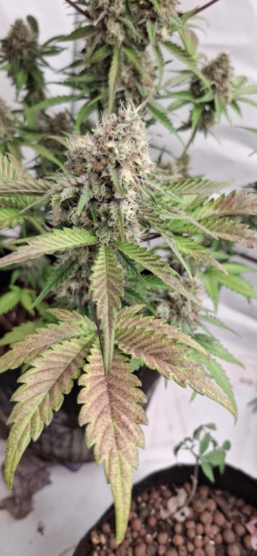Fastbuds Mendo Guava by Paul_on.. Week 10