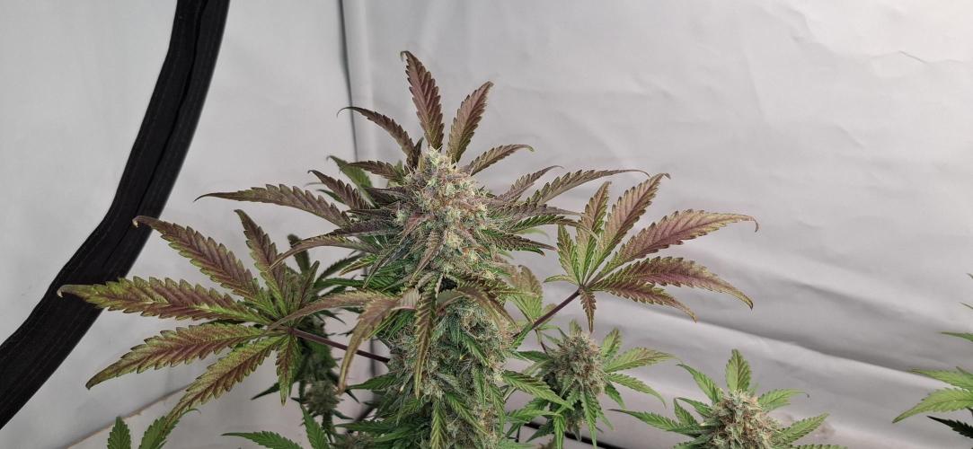 Fastbuds Mendo Guava by Paul_on.. Week 10