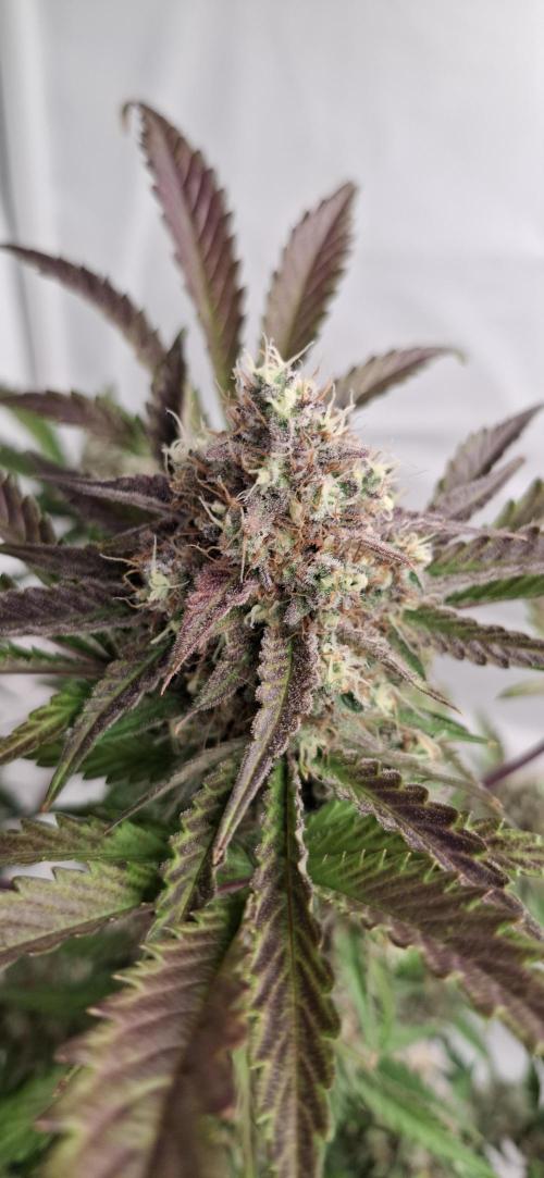 Fastbuds Mendo Guava by Paul_on.. Week 10