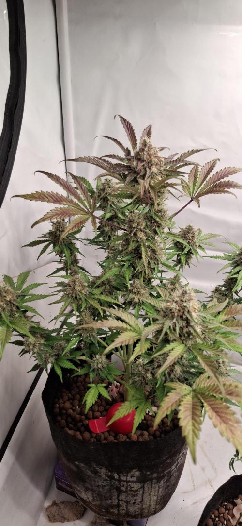 Mendo Guava Auto. Week 10