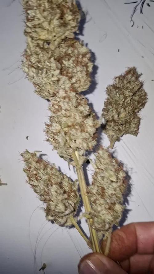 Fastbuds Mendo Guava by Paul_on.