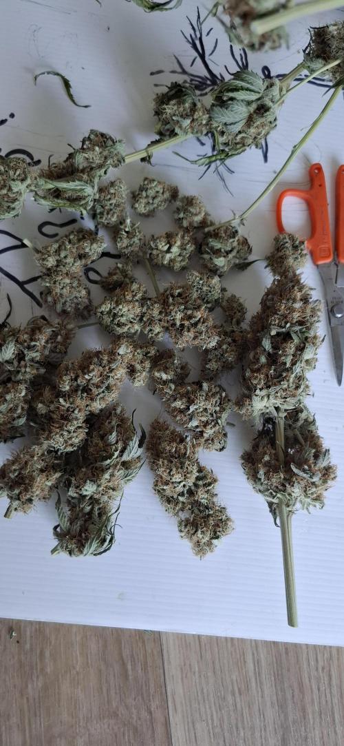 Fastbuds Mendo Guava by Paul_on.. Week 11