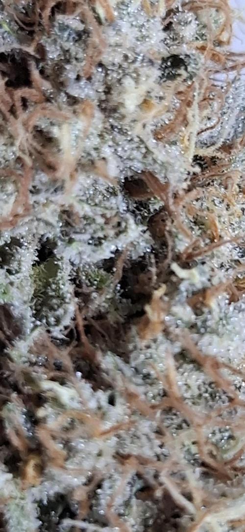 Fastbuds Mendo Guava by Paul_on.. Week 11 - A great auto to give a grow 👌 
