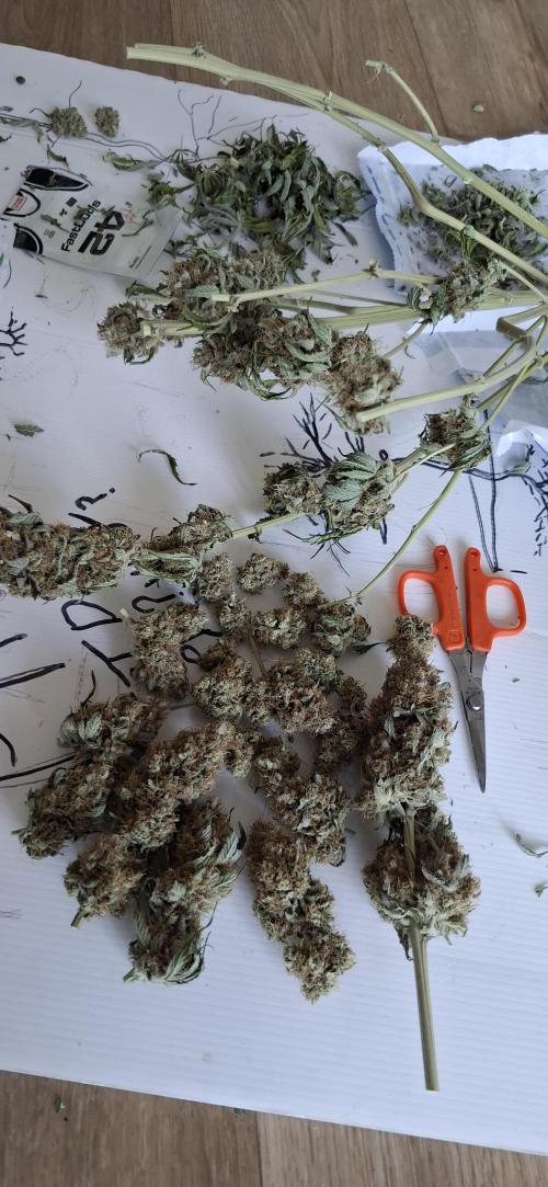 Fastbuds Mendo Guava by Paul_on.. Week 11
