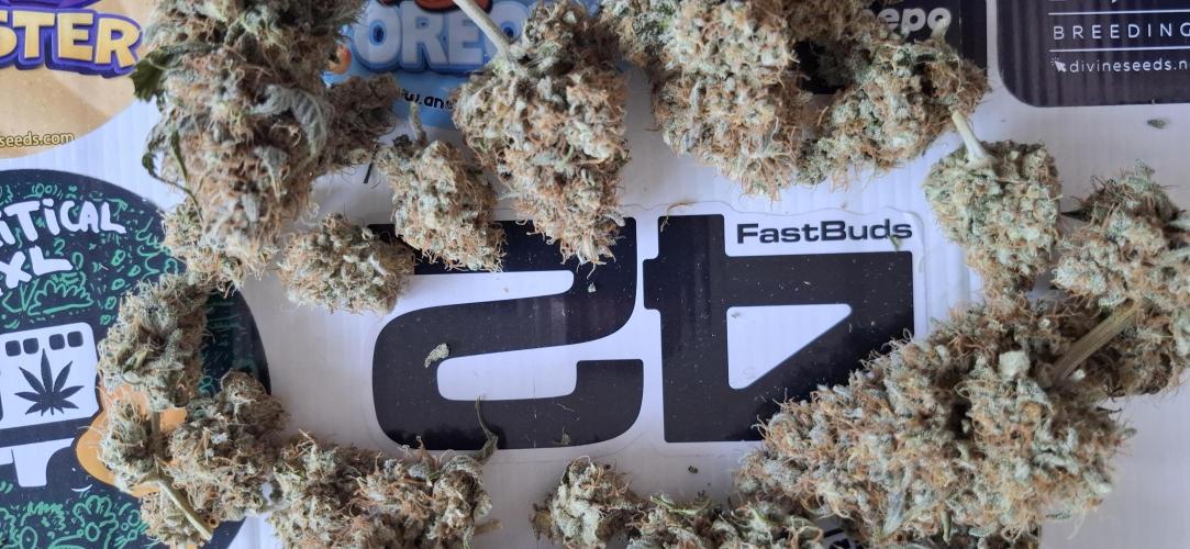 Fastbuds Mendo Guava by Paul_on.. Week 11 - Really great bag appeal 