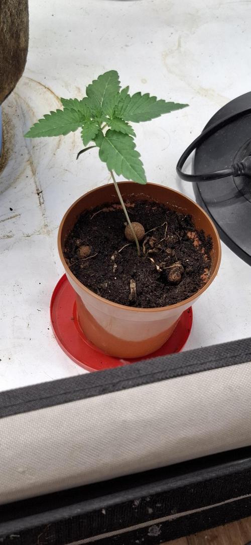 Sensi Seeds. Week 0 - 7 days ,since germination