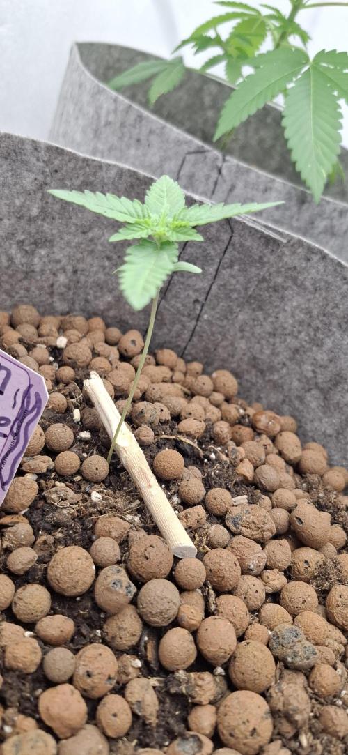 Sensi Seeds. Week 0 - This is 11 days old