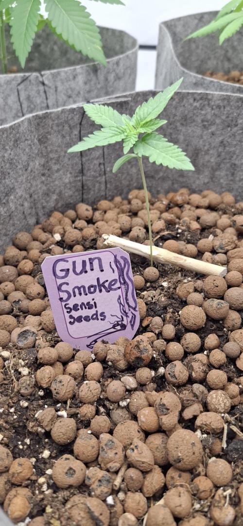 Sensi Seeds. Week 0