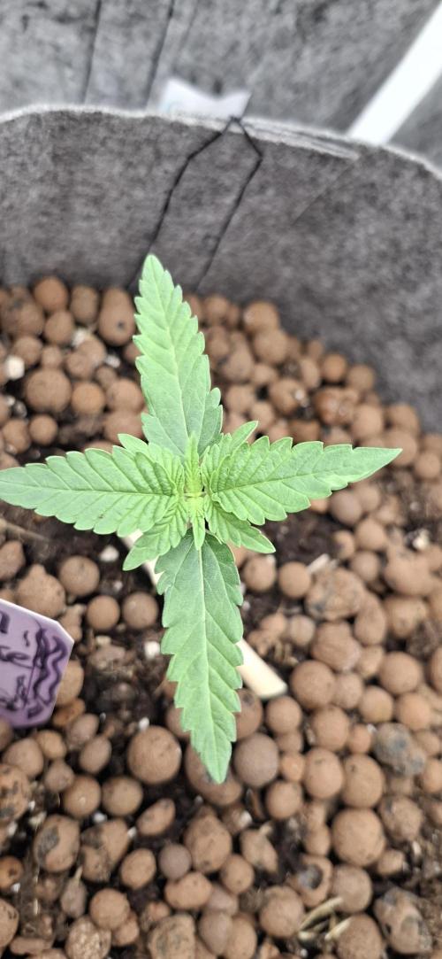 Sensi Seeds. Week 0 - Nice and healthy, so far 👌 