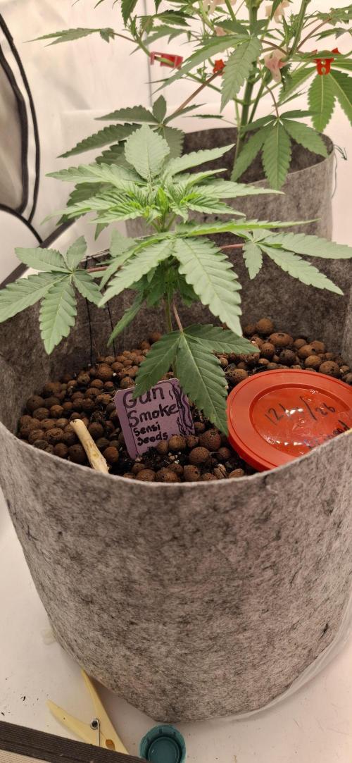 Sensi Seeds. Week 1