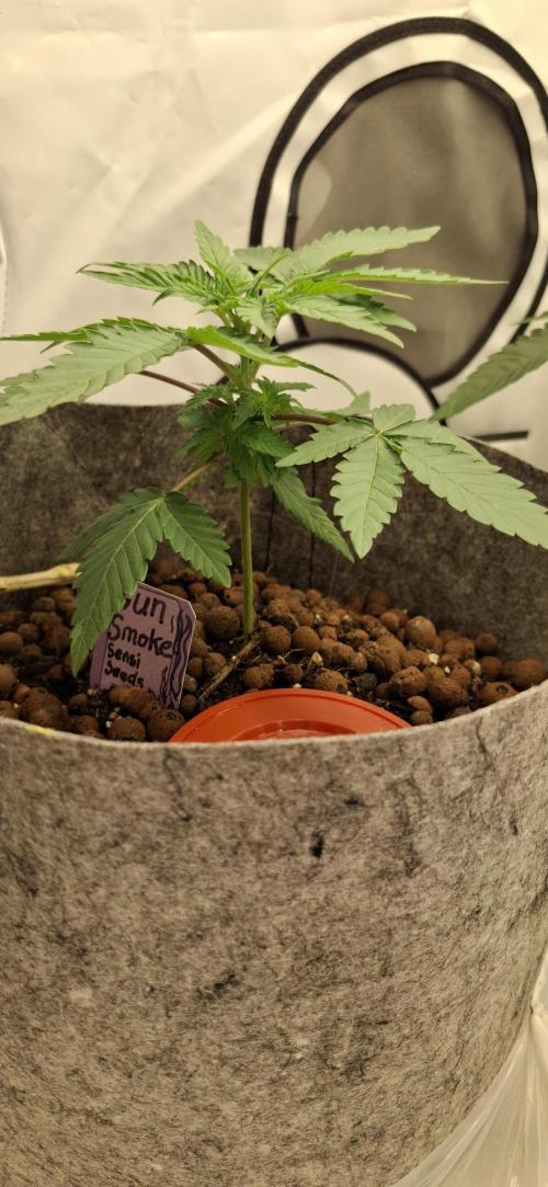 Sensi Seeds. Week 1