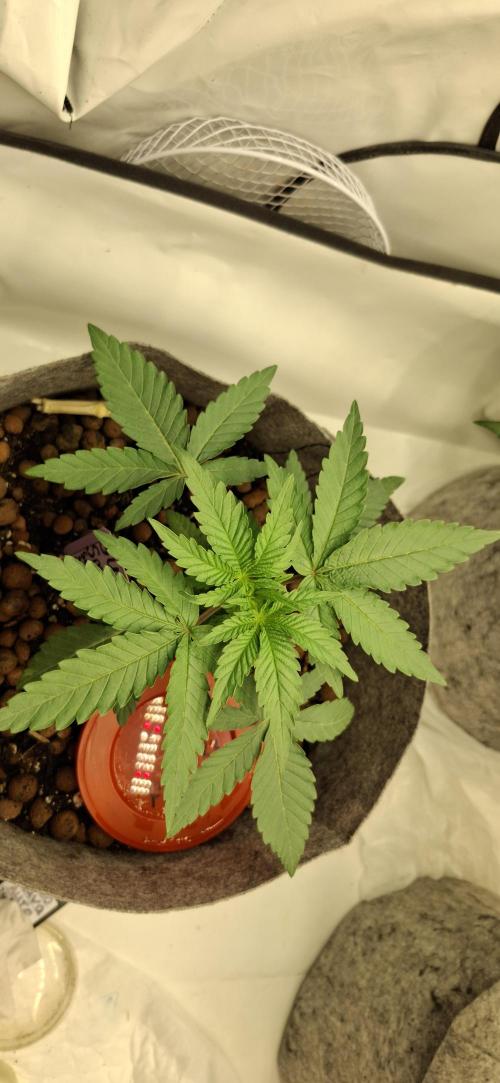 Gun Smoke Fem. Week 1