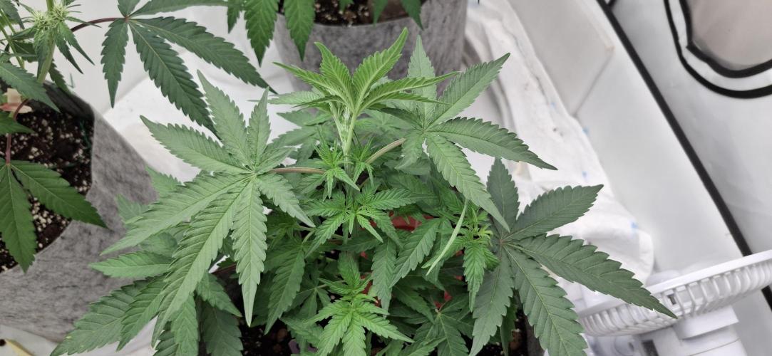 Sensi Seeds. Week 2 - Strong growth 