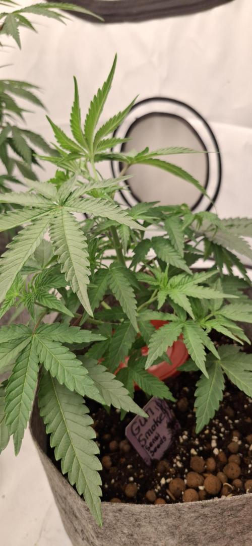 Sensi Seeds. Week 2 - Gun Smoke, Sensiseeds 🏆