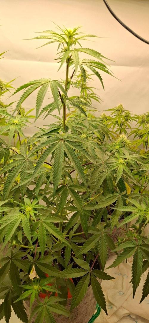 Sensi Seeds. Week 4 - GUN SMOKE ,SENSI SEEDS, 