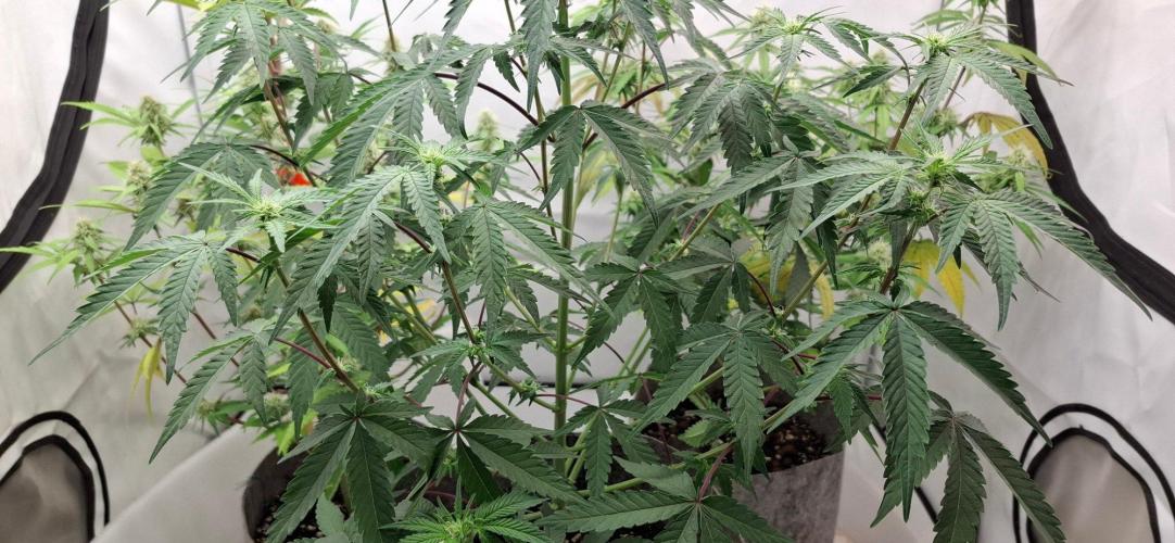 Sensi Seeds. Week 4 - Put on lots of growth and bud sites appearing this past week