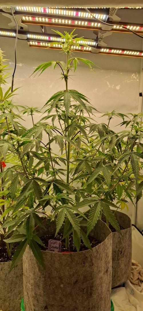 Gun Smoke. Week 4