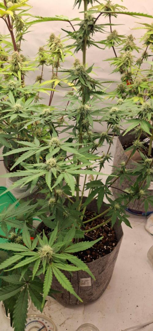 Sensi Seeds. Week 6 - Plenty of buds ,their slowly building girth and size 🤔