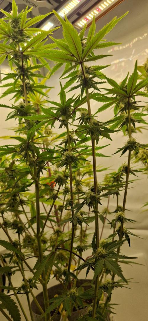 Sensi Seeds. Week 6 - See a bit small ,but it might explode in the last few wks 🙏