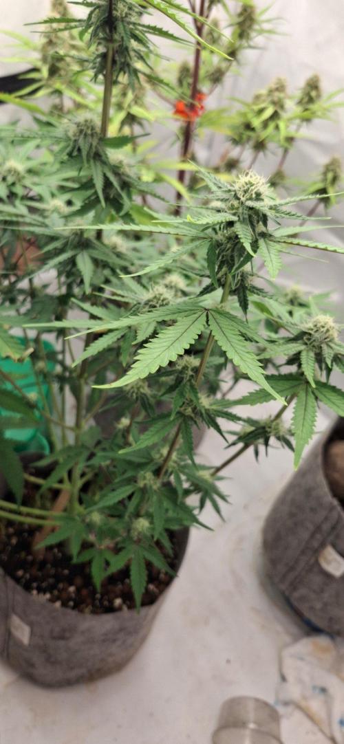 Sensi Seeds. Week 6 - She did go through heat stress and 72 % rh , with the hot weather  30oc inside 