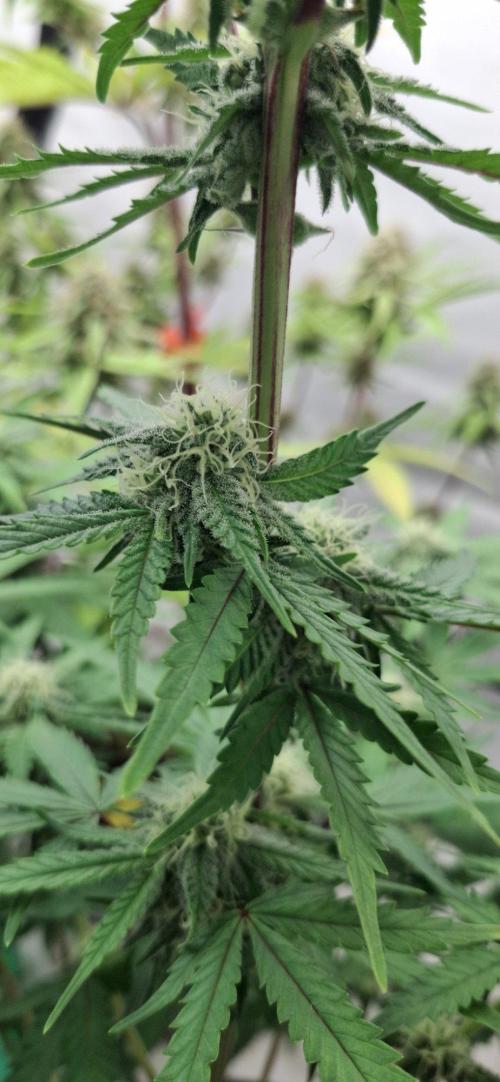 Sensi Seeds. Week 6