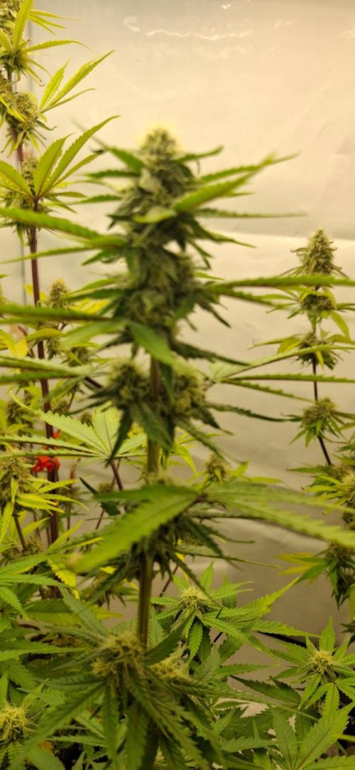 Sensi Seeds. Week 6