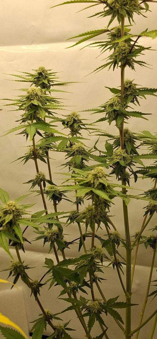 Sensi Seeds. Week 7