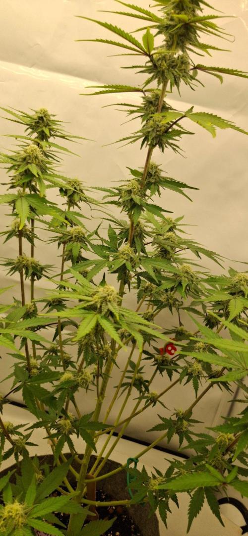 Sensi Seeds. Week 7