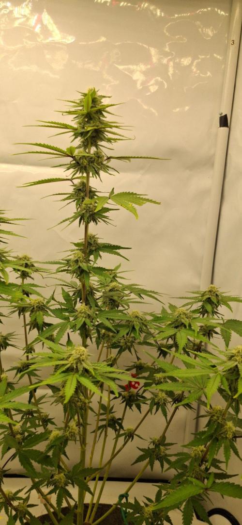 Sensi Seeds. Week 7