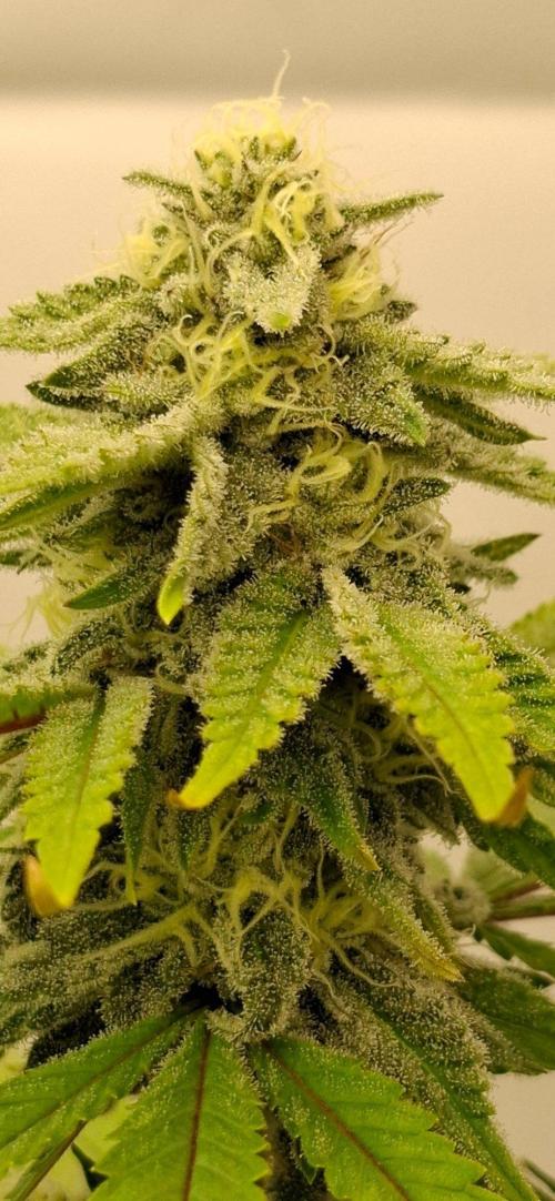 Sensi Seeds. Week 8