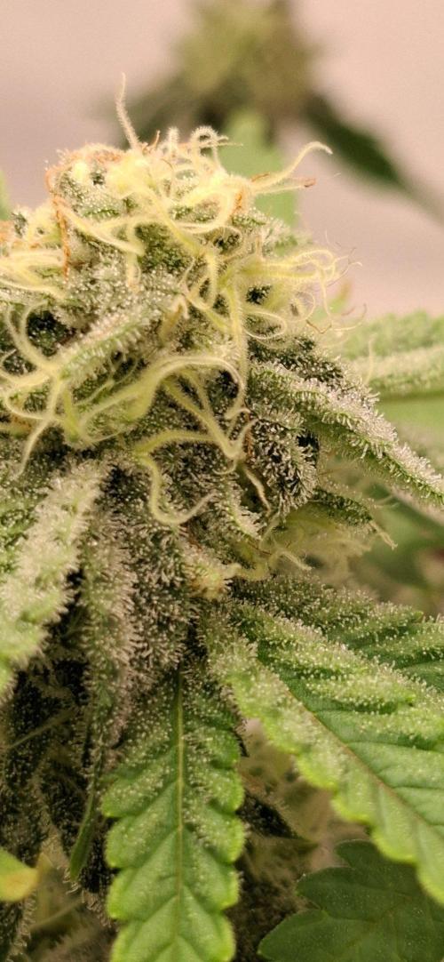 Sensi Seeds. Week 8 - Frosty ,very and smelly 🤤😷 Loving it 🙃?