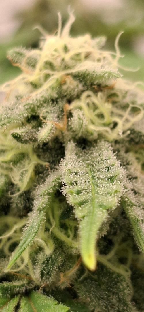 Sensi Seeds. Week 8