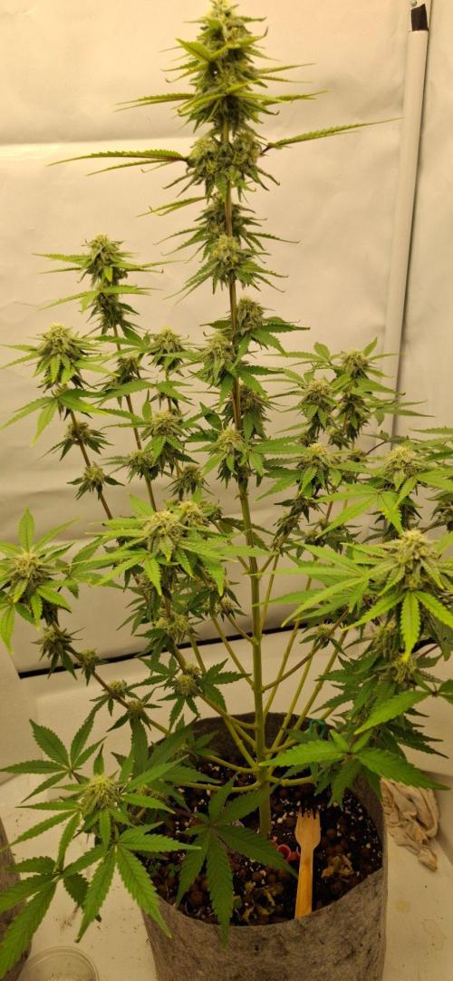 Sensi Seeds. Week 8 - Trellis, would be perfect for this cultivar 👌