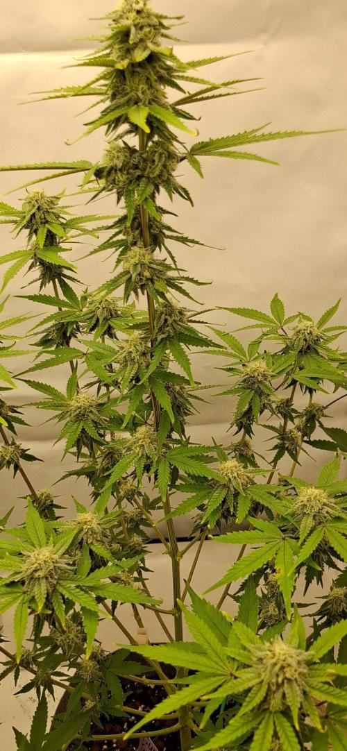 Sensi Seeds. Week 8 - Solid buds 💯👌
